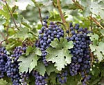 Napa Valley Cabernet, Copyright 1982, Arnold J. Dubnick -- Click to Expand...