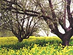 Oak, Mustard in Napa Valley, Copyright 2001, Arnold J. Dubnick -- Click to Expand...