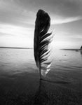 The Sail&nbsp;, Copyright 2000, Linda Pearson -- Click to Expand...