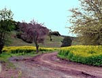 Vinyard #2, Copyright 2001, Arnold J. Dubnick -- Click to Expand...
