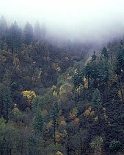Foggy in the Sierras, Copyright 1995, Arnold J. Dubnick -- Click to Expand...