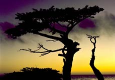 Monterey Cypress, Copyright 1982, Arnold J. Dubnick -- Click to Expand...