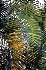Palm Leaves (Costa Rica), Copyright 1989, Arnold J. Dubnick -- Click to Expand...