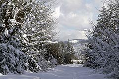 Snowtime, Highway 80 #1, Copyright 1989, Arnold J. Dubnick -- Click to Expand...
