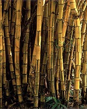 Tropical Bamboo, Copyright 2000, Arnold J. Dubnick -- Click to Expand...