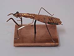 Praying Mantis, Copyright 2008, Ken Kalman -- Click to Expand...