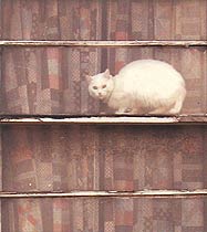 Cat in the Window, Copyright 1982, The Estate of Arnold J. Dubnick -- Click to Expand...