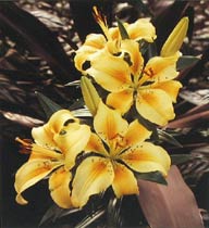 Hawaiian Flower, Copyright 1982, The Estate of Arnold J. Dubnick -- Click to Expand...