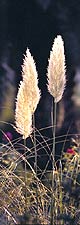 Pampas Grass, Copyright 1982, The Estate of Arnold J. Dubnick -- Click to Expand...