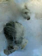 Untitled 1, Copyright 2011, Laura Hohlwein -- Click to Expand...