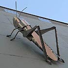 Grasshopper, Copyright 2008, Ken Kalman -- Click to Preview...