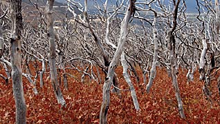Autumn Blaze, Copyright 2007, SDGallery, 2008 -- Click to Expand...