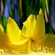 Drapes of Glory, Copyright 2007, SDGallery, 2008 -- Click to Expand...