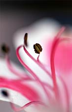 Floral Ballet, Copyright 2007, SDGallery, 2008 -- Click to Expand...