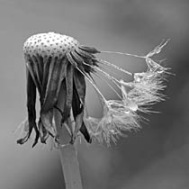 Head Spread, Copyright 2007, SDGallery, 2008 -- Click to Expand...