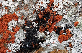 Nature, Copyright 2007, SDGallery, 2008 -- Click to Expand...