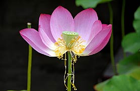 Secret Blessing, Copyright 2007, SDGallery, 2008 -- Click to Expand...
