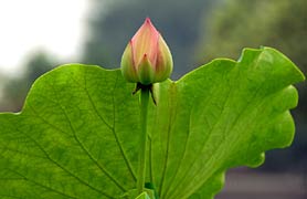 Secluded Beauty, Copyright 2007, SDGallery, 2008 -- Click to Expand...