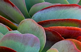 Simple Passion, Copyright 2007, SDGallery, 2008 -- Click to Expand...