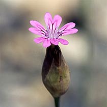 Small Wonder, Copyright 2007, SDGallery, 2008 -- Click to Expand...