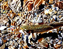 Revenge of the Brook Trout, Copyright 2002, Ken Waterstreet -- Click to Expand...