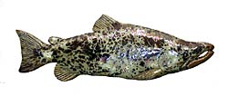 Fred Gordon&nbsp;, Copyright 2002, "Feather River Salmon" -- Click to Expand...
