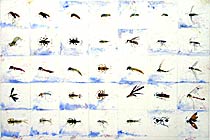 R. Wagner&nbsp;, Copyright 2002, "Fly Entemology" -- Click to Expand...