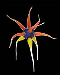 Orange Violet Pod, Copyright 2002, Steve Cox -- Click to Expand...