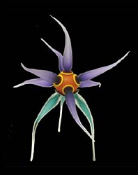 Violet Orange Pod, Copyright 2002, Steve Cox -- Click to Expand...