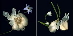 Garlic Diptych, Copyright 2003, Jan Camp -- Click to Expand...