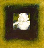 White Iris, Copyright 2002, Kathleen Stock -- Click to Expand...