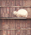 Cat in the Window, Copyright 1982, Arnold J. Dubnick -- Click to Expand...