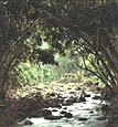 Hawaiian Stream, Copyright 1982, ArnoldJ. Dubnick -- Click to Expand...