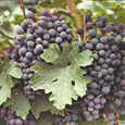 Napa Valley Cabernet, Copyright 1982, Arnold J. Dubnick -- Click to Expand...
