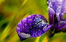 Dew Point, Copyright 2008, Jessie Qu -- Click to Expand...