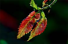 Garden Blush, Copyright 2008, Jessie Qu -- Click to Expand...