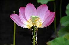 Sacred Blessing, Copyright 2008, Jessie Qu -- Click to Expand...