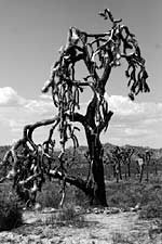 Joshua Tree, Copyright 2008, DAR -- Click to Expand...