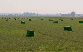 Haying, Copyright 2007, Diana Jahns Childress -- Click to Expand...