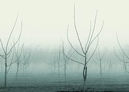 Winter Trees, Copyright 2007, Diana Jahns Childress -- Click to Expand...