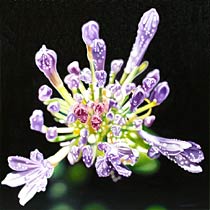 Floral Burst, Copyright 2002, Ken Waterstreet -- Click to Expand...