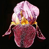 Hearts and Flower I, Copyright 2002, Ken Waterstreet -- Click to Expand...