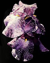 Hearts and Flower III, Copyright 2002, Ken Waterstreet -- Click to Expand...