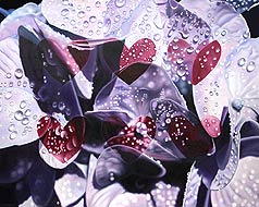 Hearts of Hydrangea, Copyright 2003, Ken Waterstreet -- Click to Expand...