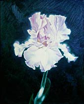 Iris I, Copyright 2002, Ken Waterstreet -- Click to Expand...